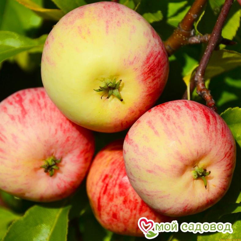 яблоня Медуница