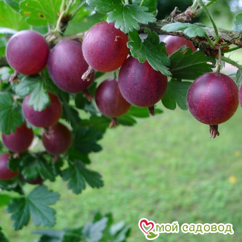 Крыжовник Кооператор