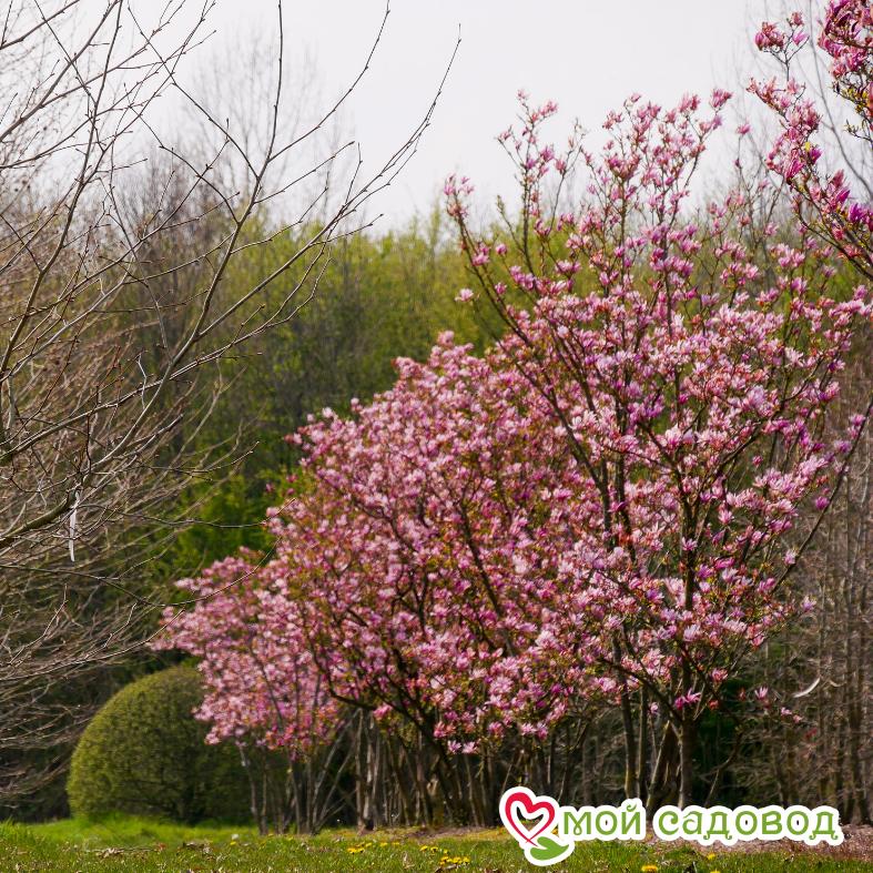 Магнолия гибридная Сьюзан