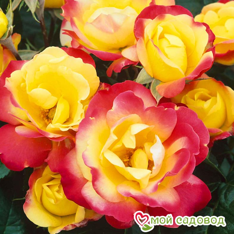 Роза флорибунда Маскарад