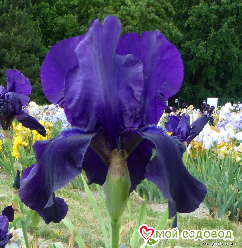 ИРИС ГЕРМАНСКИЙ ТУКСЕДО