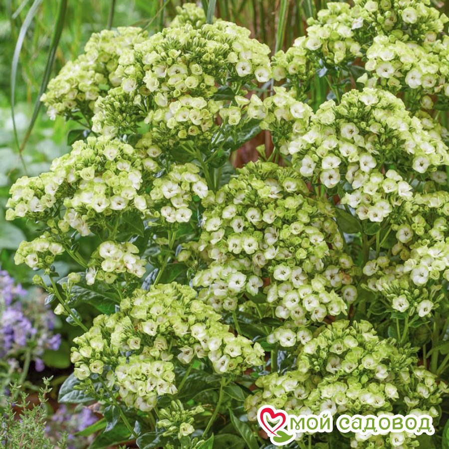 Флокс Орхид Грин